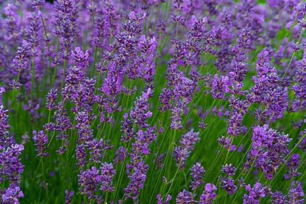 Lavender (Lavenda sp.)